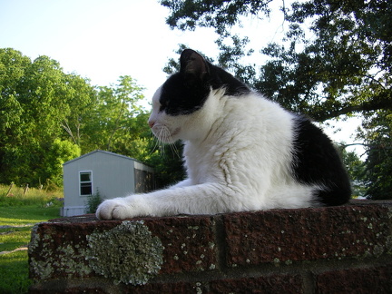 Picture 008